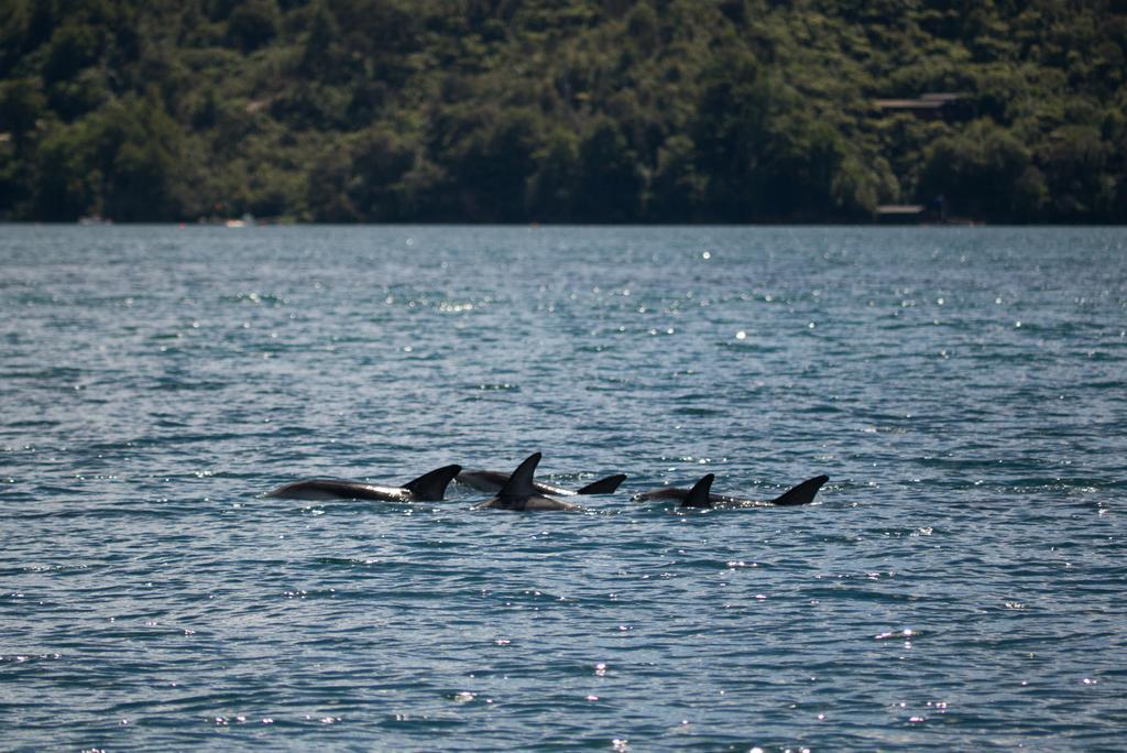 Lochmara Lodge - 20Mins By Boat From Picton Lochmara Bay Eksteriør billede